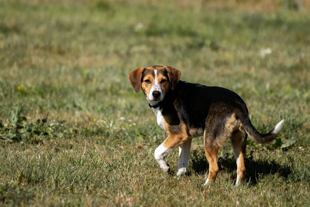 Chien tricolore marchant sur l'herbe, regardant vers l'objectif, sous un ciel ensoleillé.
