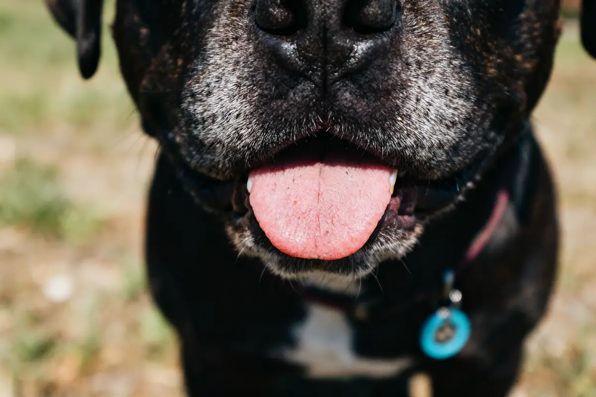 Gros plan d'un chien noir, langue sortie, portant un collier avec médaille bleue.